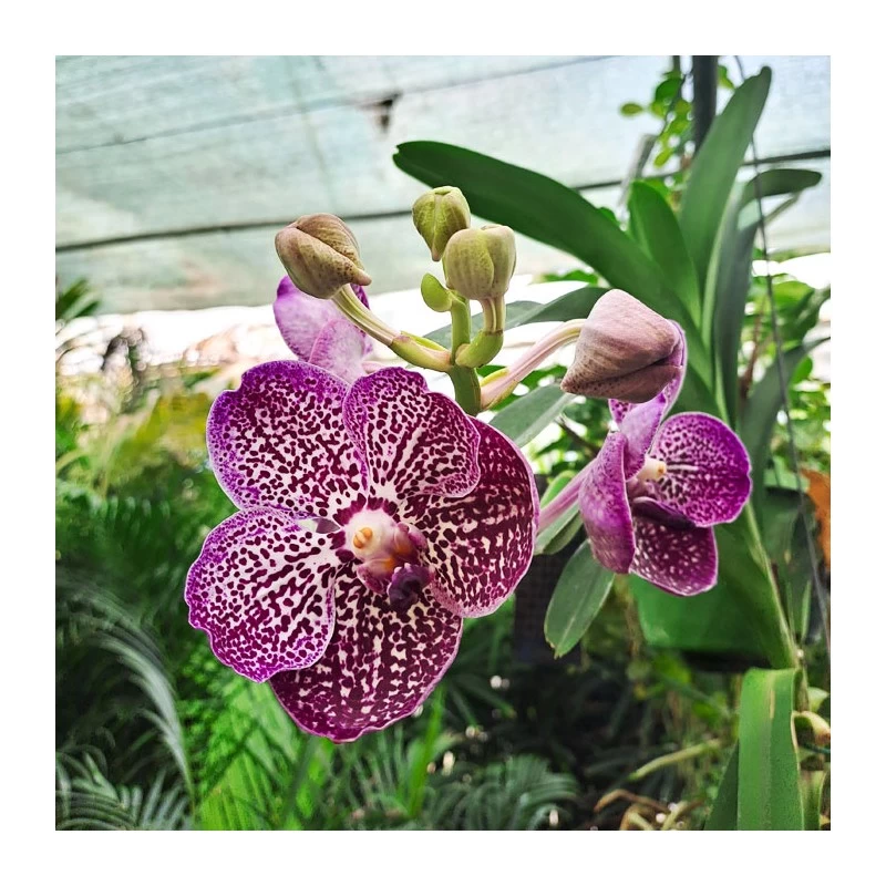 Orquidea Vanda Sin Flor - Imagen 3