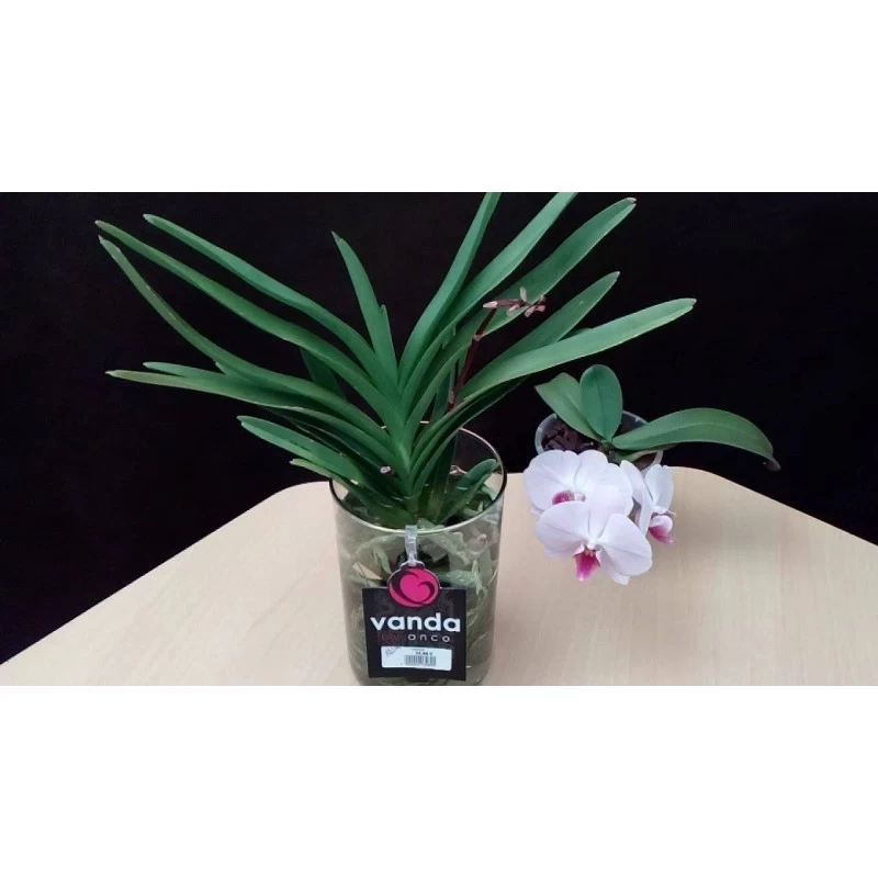 Orquidea Vanda Sin Flor