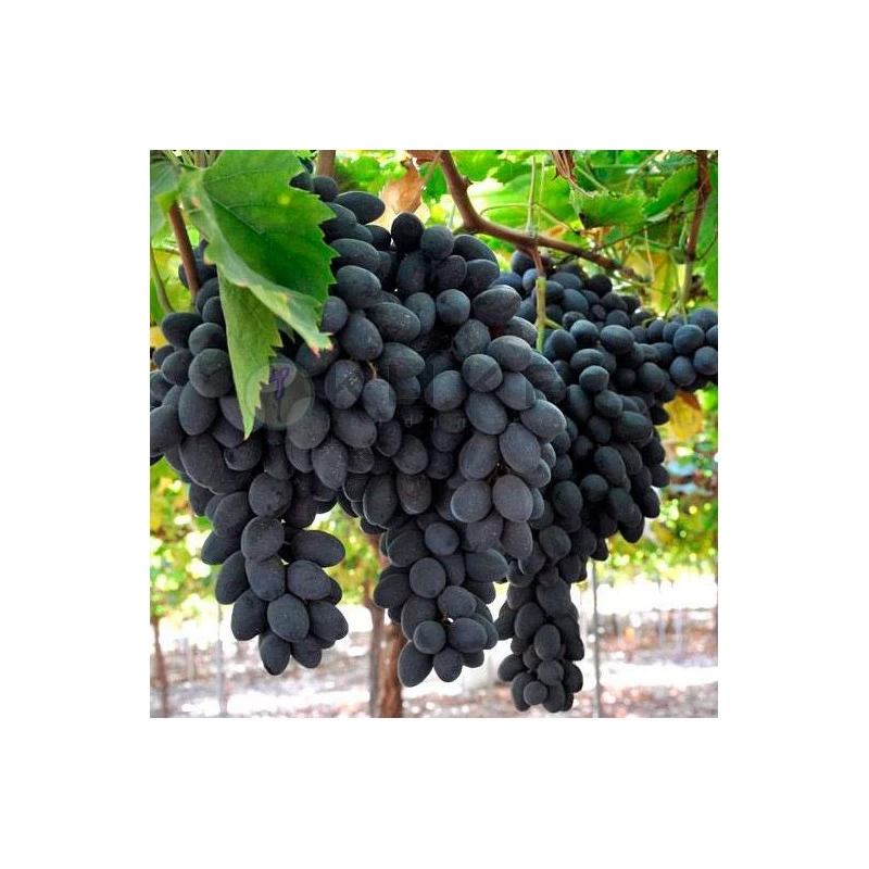 Parra Autumn Royal - Imagen 3