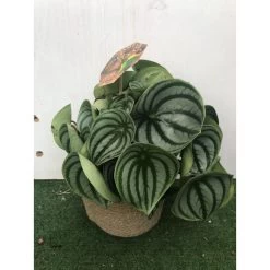 Peperomia Argyreia