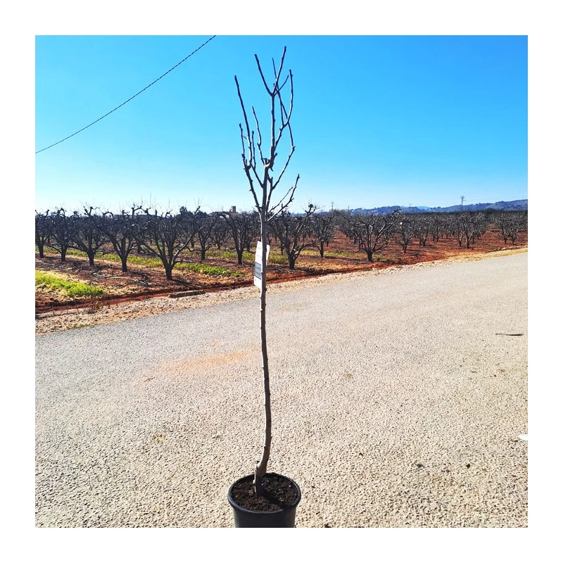 Peral Alejandrina - Imagen 2