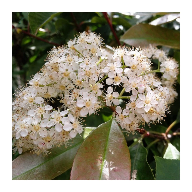 Photinia Red Robin - Imagen 2
