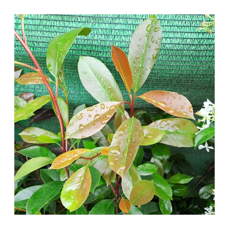 Photinia Red Robin - Imagen 3