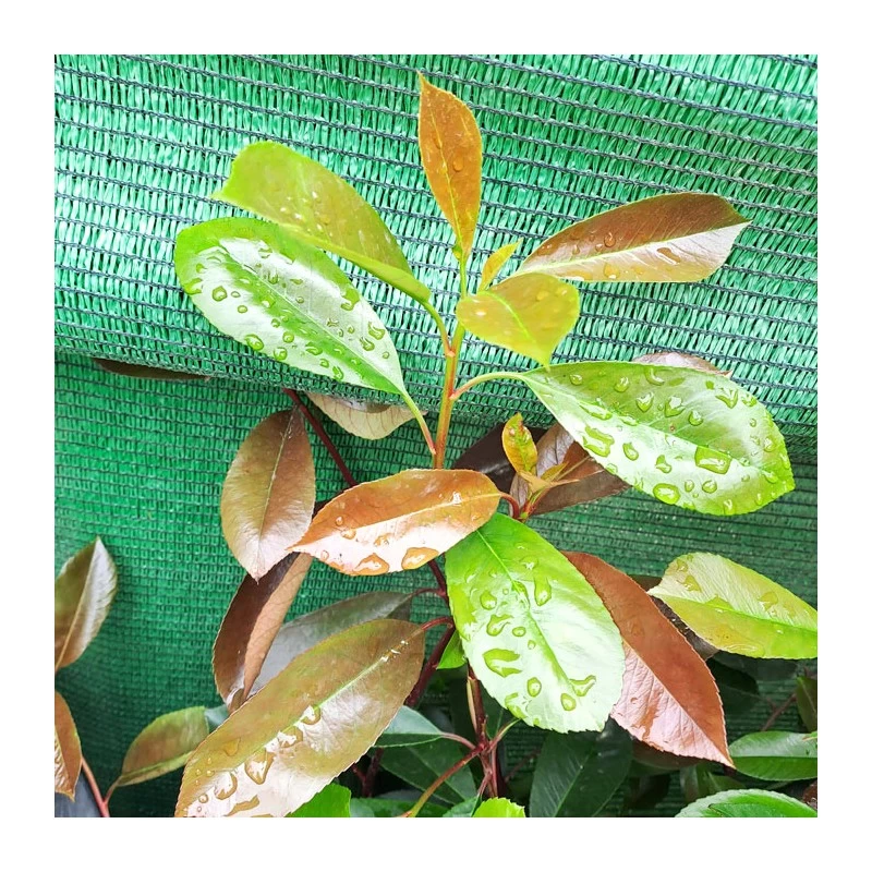 Photinia Red Robin - Imagen 4