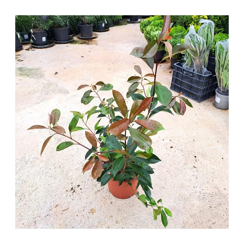 Photinia Red Robin