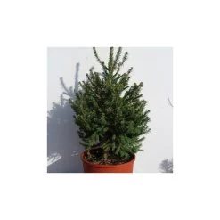 Picea Abies Compacta