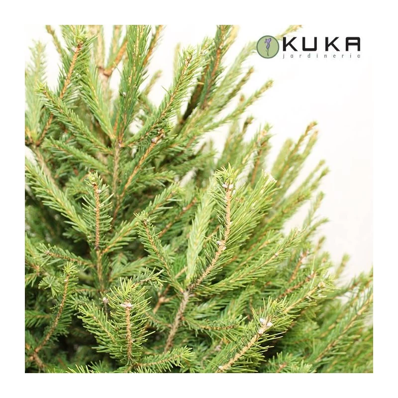 Picea Abies Excelsa - Imagen 2