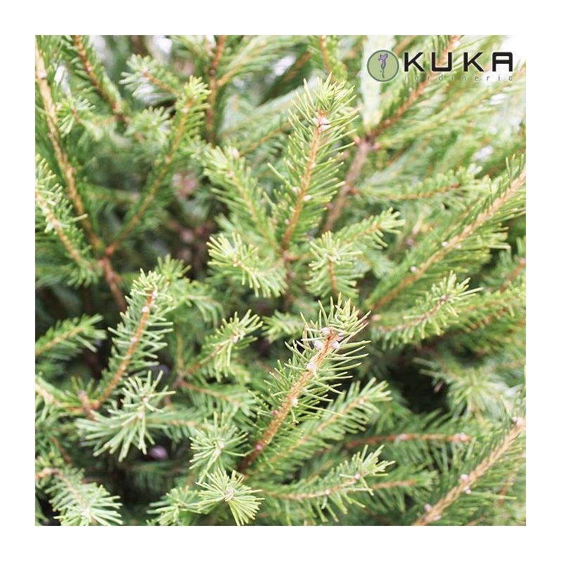 Picea Abies Excelsa - Imagen 3