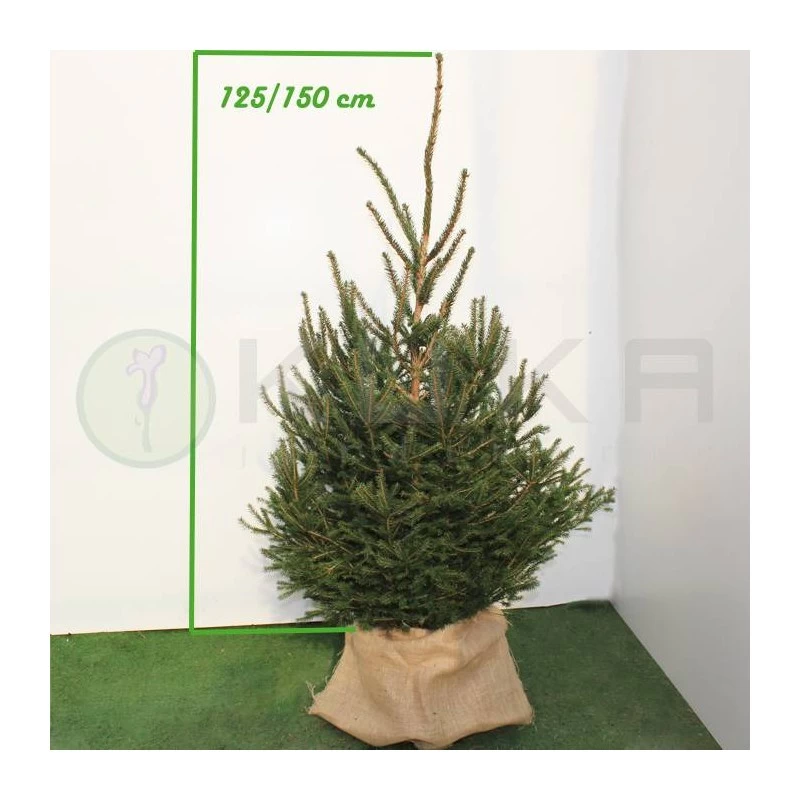 Picea Abies Excelsa - Imagen 4