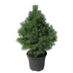 Picea Glauca Conica