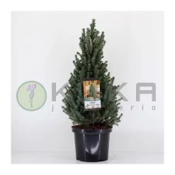 Picea Glauca Sander´s Blue