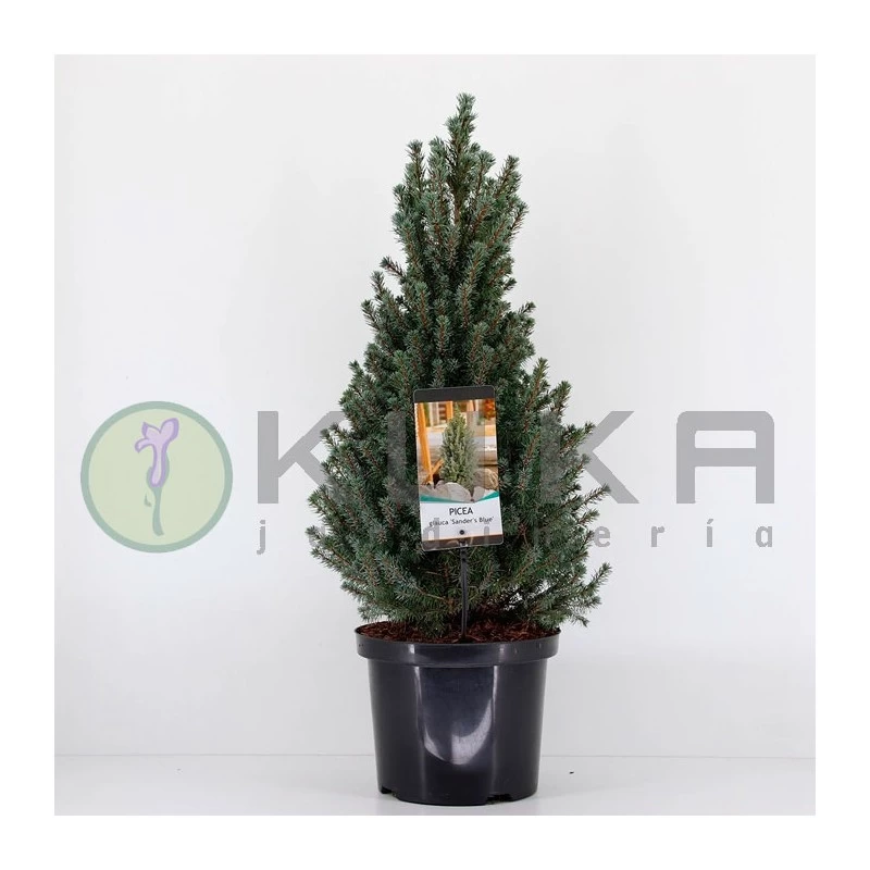Picea Glauca Sander´s Blue