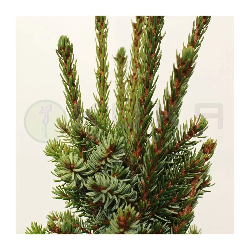 Picea Omorika Nana - Imagen 2