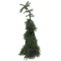Picea Omorika Nana Pendula