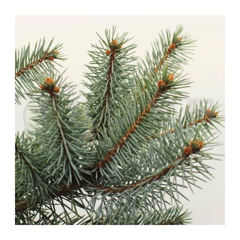 Picea Pungens Blue Diamond - Imagen 2