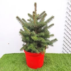 Picea Pungens Super Blue