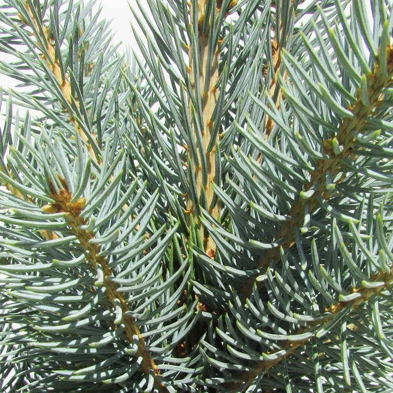 Abeto Azul. Picea Pungens Iseli Fastigiata - Imagen 2