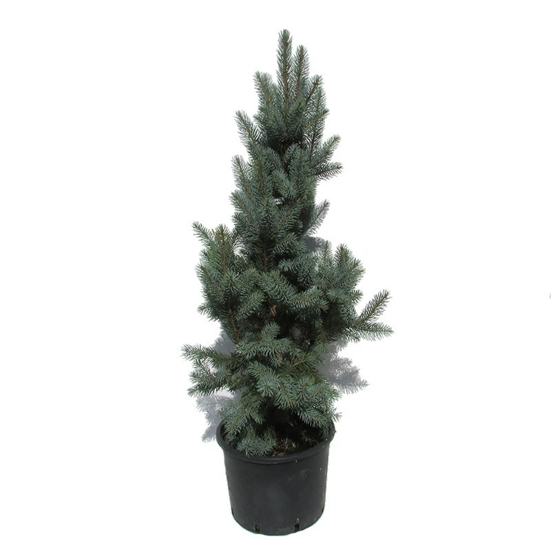Abeto Azul. Picea Pungens Iseli Fastigiata