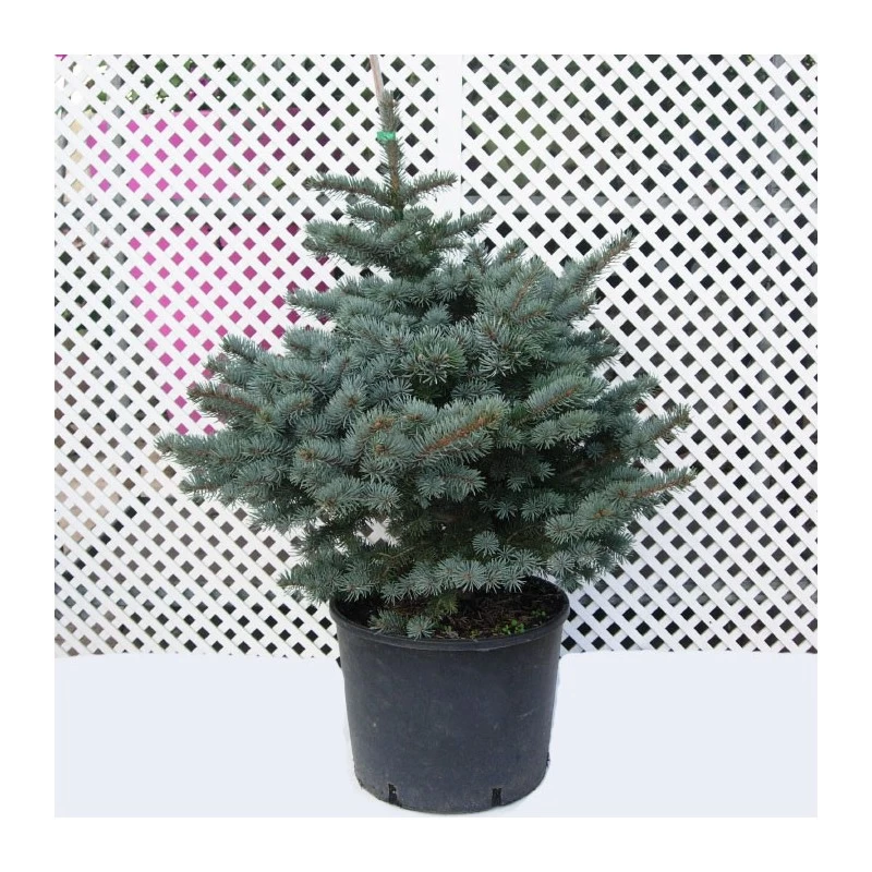 Picea Pungens Montgomery