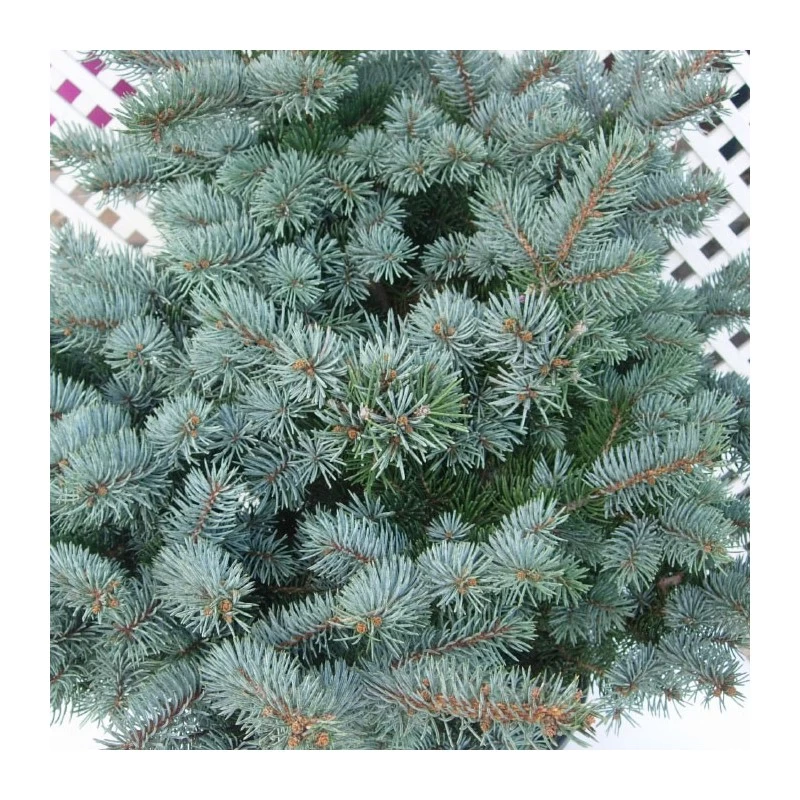 Picea Pungens Montgomery - Imagen 3