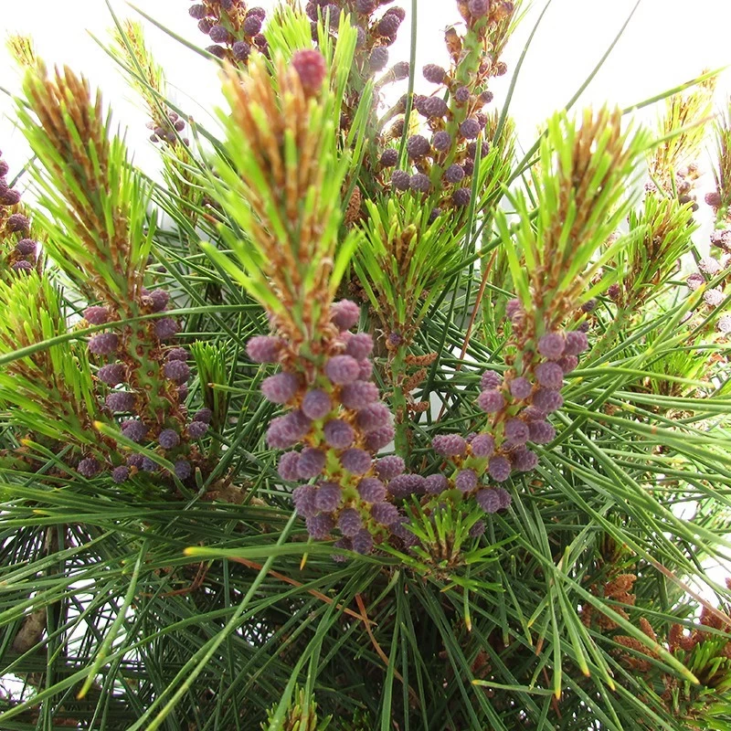 Pino Densiflora Alice Verkade - Imagen 2