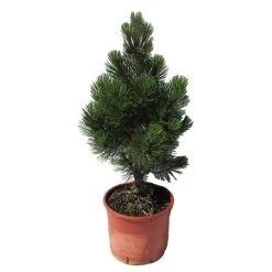 Pino Heldreichii Compact Gem