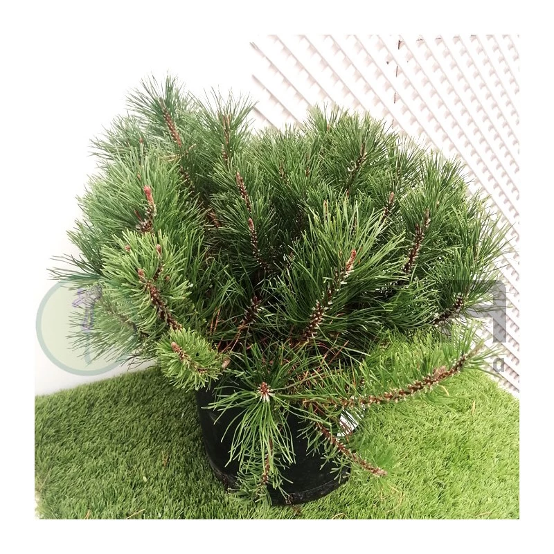 Pino Mugo Bambino - Imagen 2