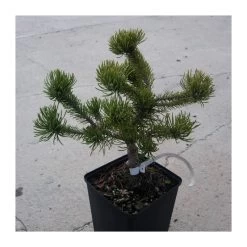 Pino Mugo Klostergun