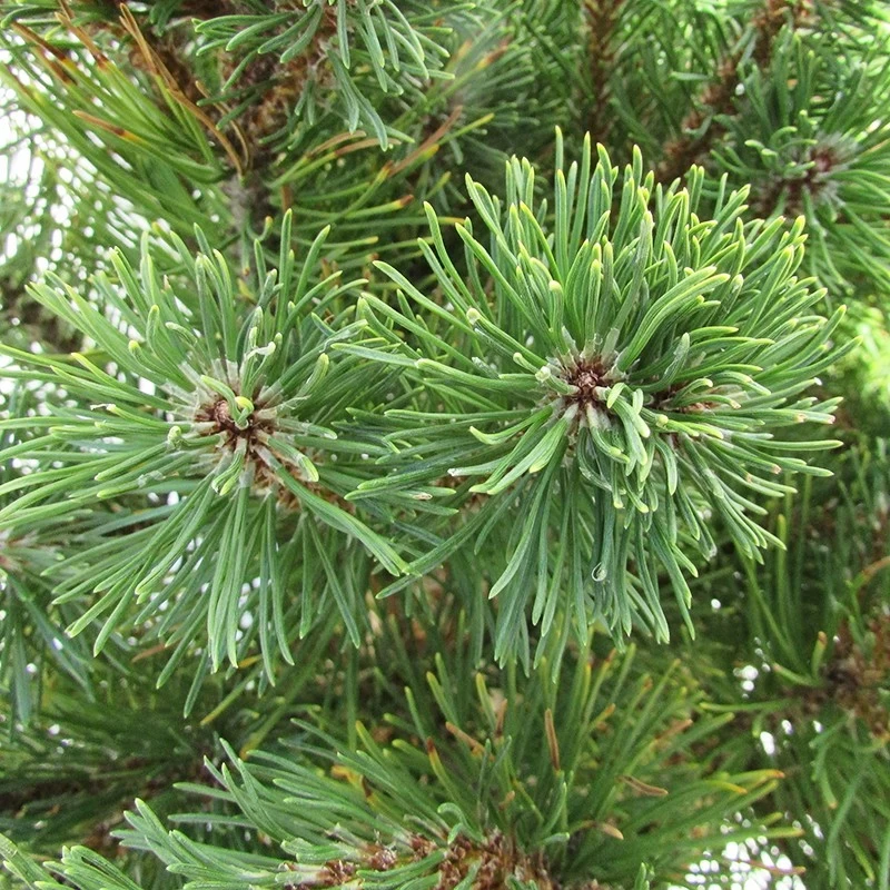 Pino Mugo Ophir - Imagen 2