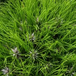 Pino Nigra Marie Bregeon