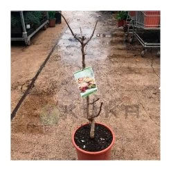 Pistacho Hembra Kerman