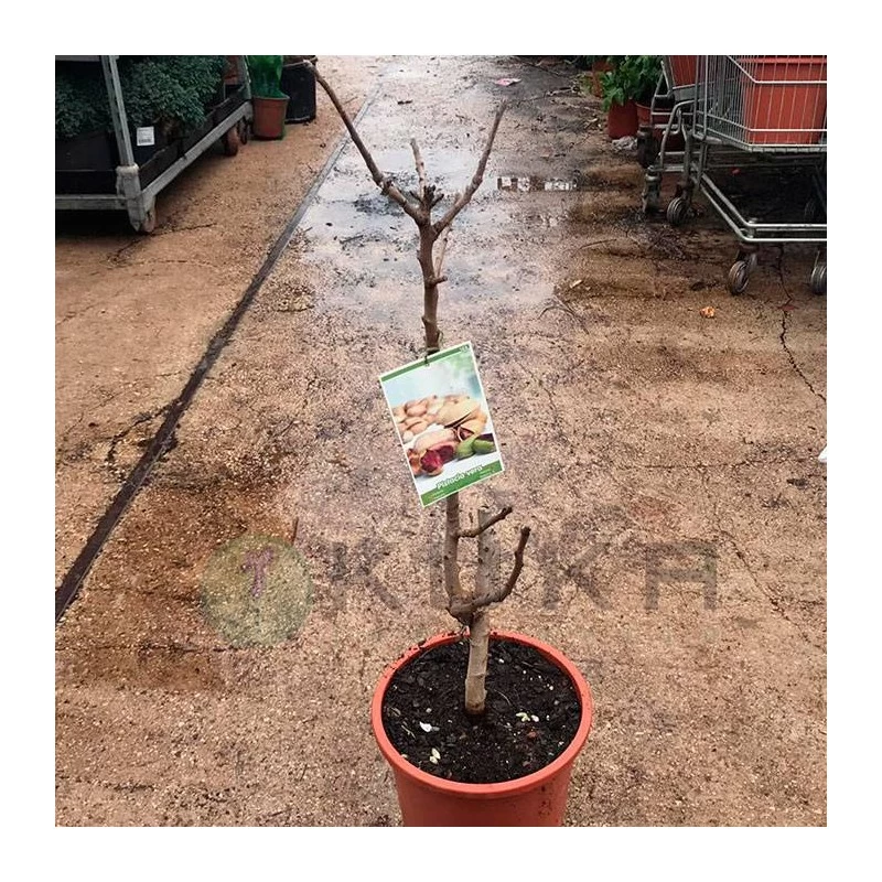 Pistacho Hembra Kerman