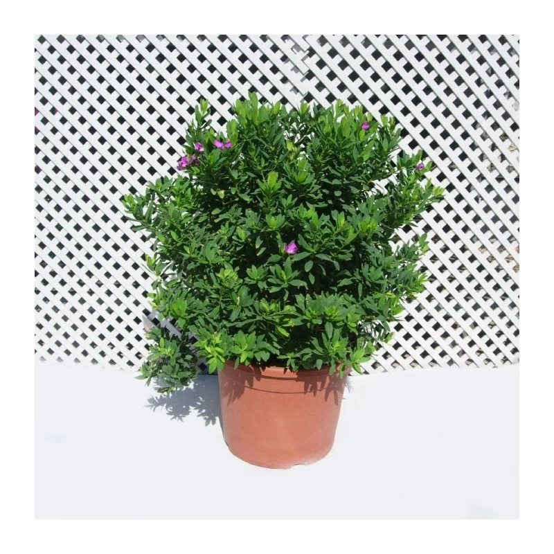 Polygala Myrtifolia - Imagen 2