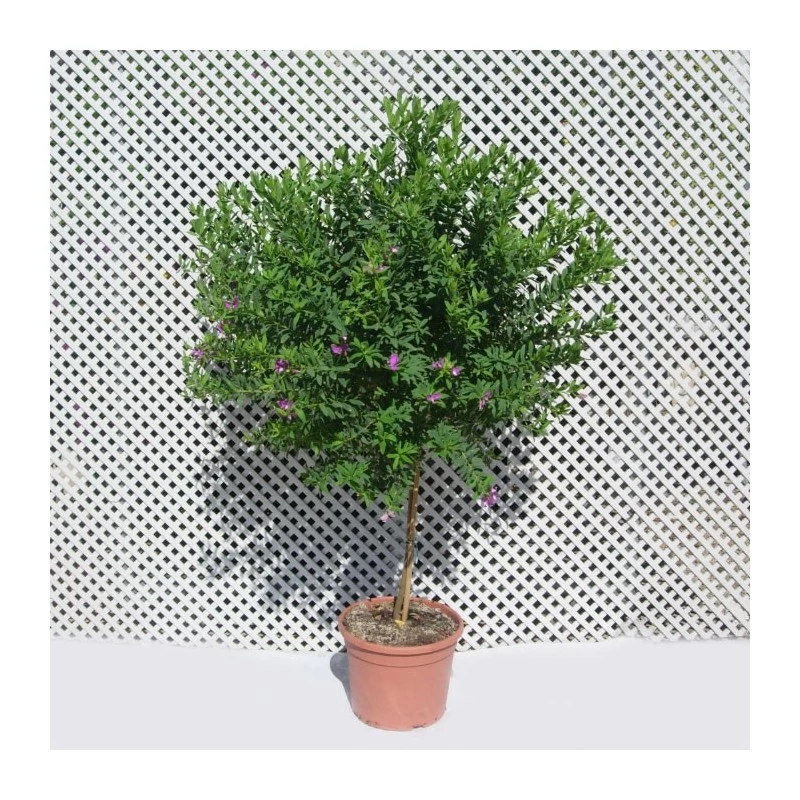 Polygala Myrtifolia - Imagen 3