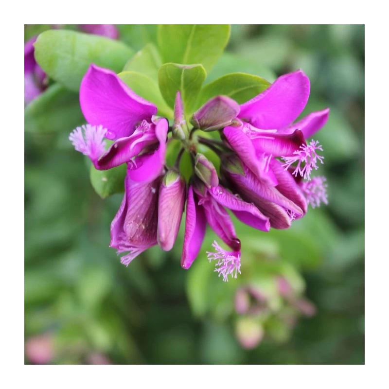 Polygala Myrtifolia - Imagen 4