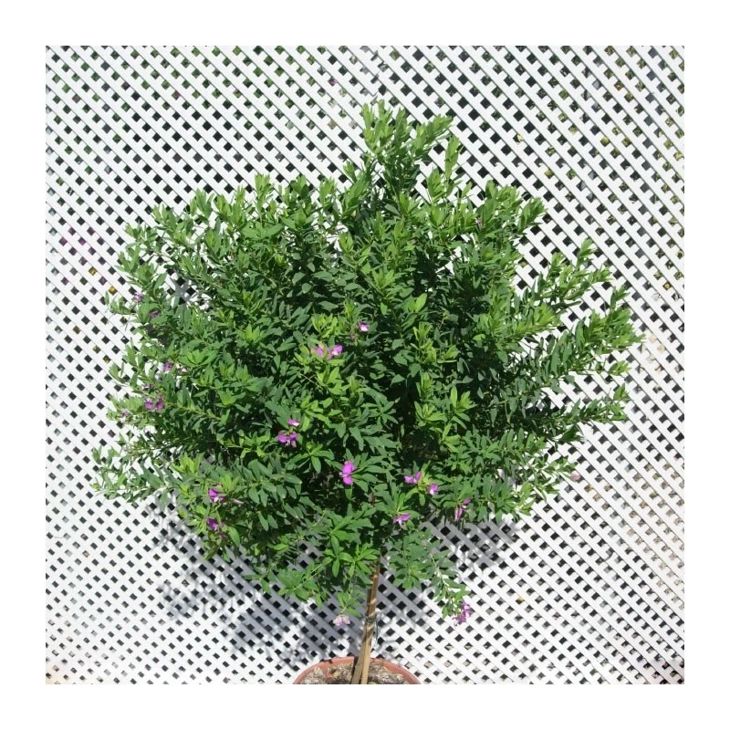 Polygala Myrtifolia - Imagen 5