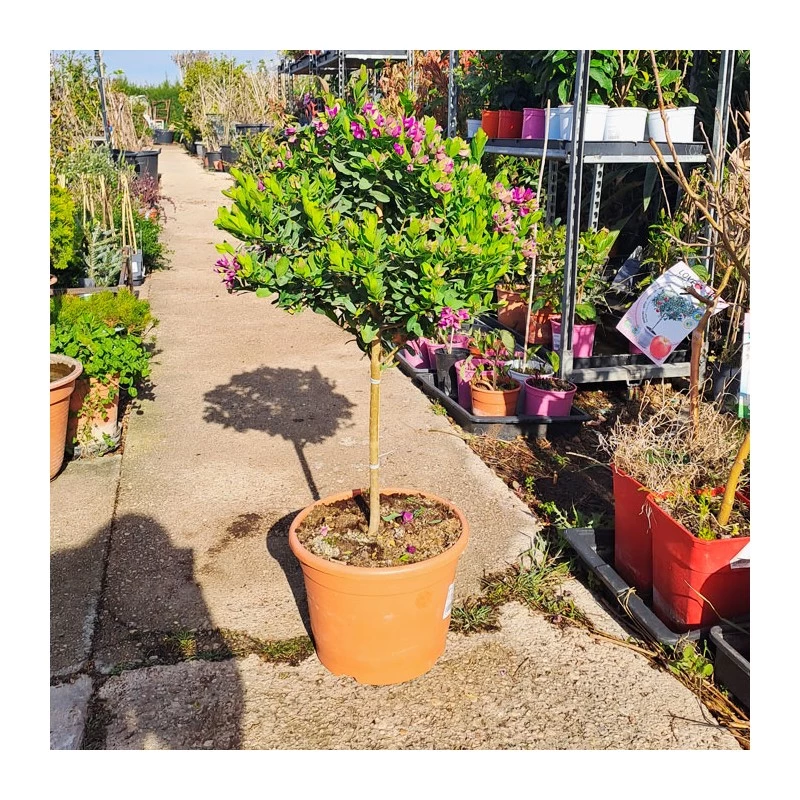 Polygala Myrtifolia - Imagen 6