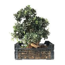Pre-Bonsai Olea Europaea 26 Años