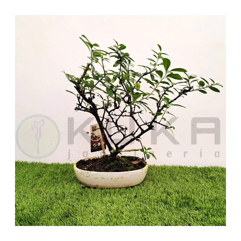 Bonsái Pyracantha Coccinea - Imagen 2