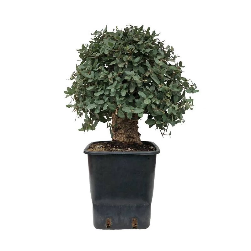 Pre-bonsai Quercus Suber