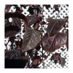 Prunus Pisardi EJEMPLAR