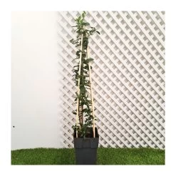 Pyracantha Soleil D´or