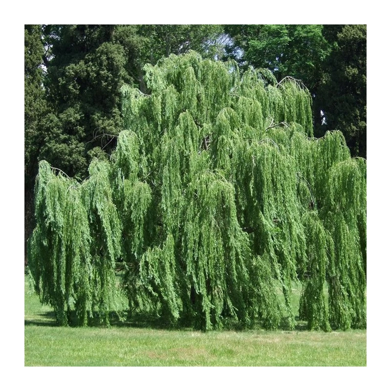 Salix Babylonica Pendula