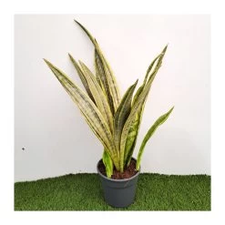 Sansevieria Trifasciata Aubrytiana Lau