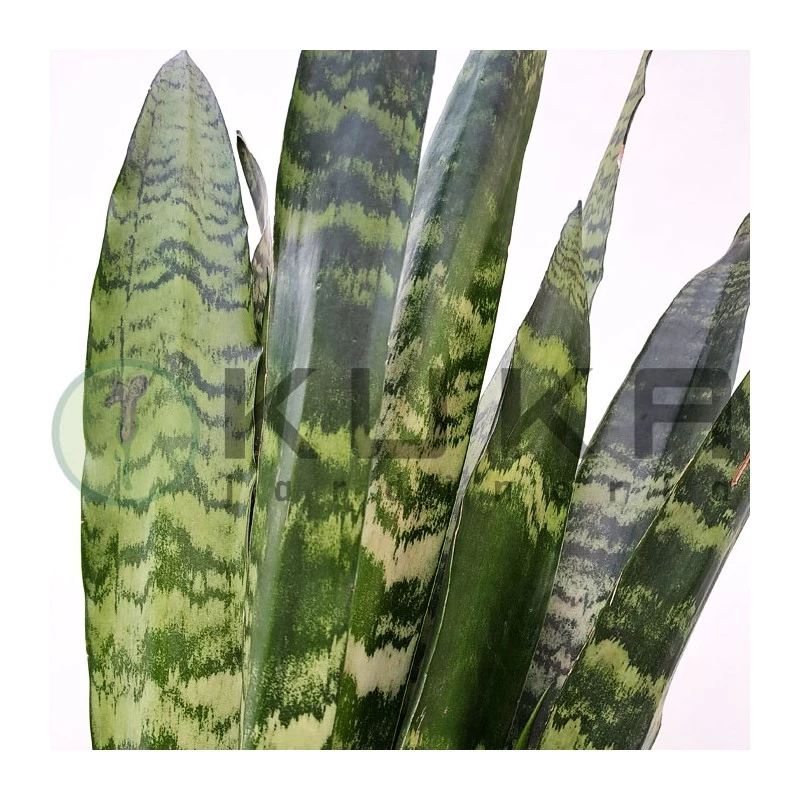 Sansevieria Trifasciata Black Coral - Imagen 2