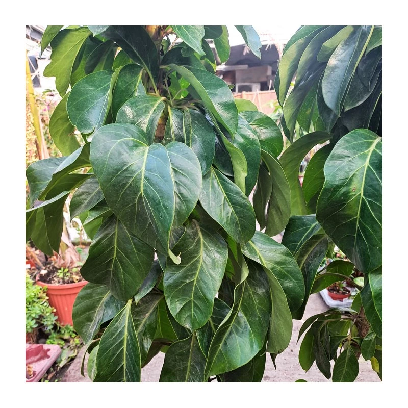 Schefflera Actinophylla EJEMPLAR - Imagen 2