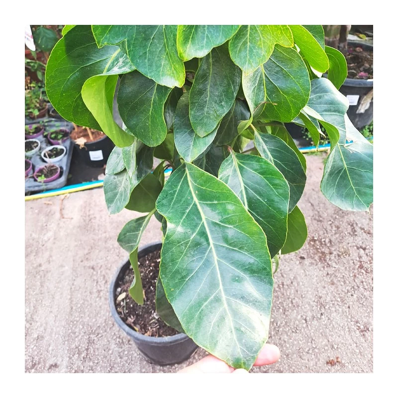 Schefflera Actinophylla EJEMPLAR - Imagen 3