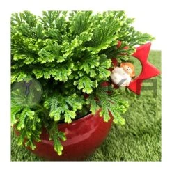 Selaginella Jori Maceta Cerámica