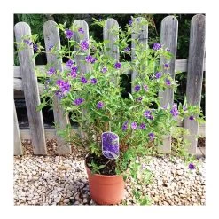 Solanum Rantonenetii