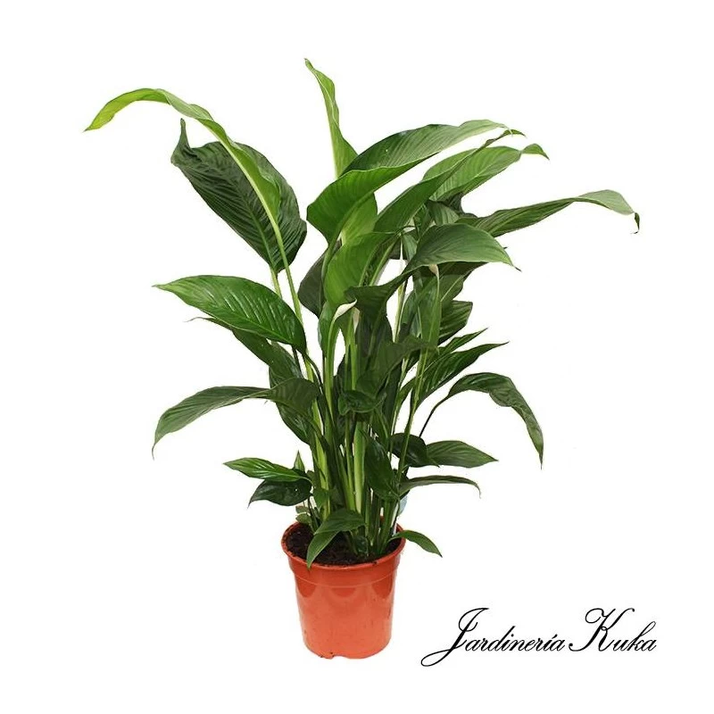 Spathiphyllum Sweet Lauretta - Imagen 2